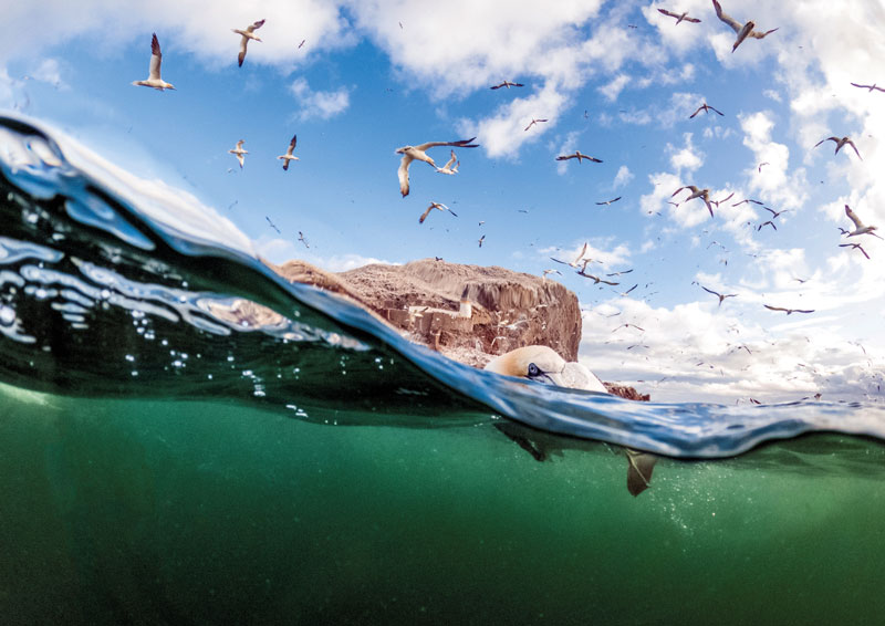 Bass-Rock-Gannets-(55)-(c)-James-Glossop