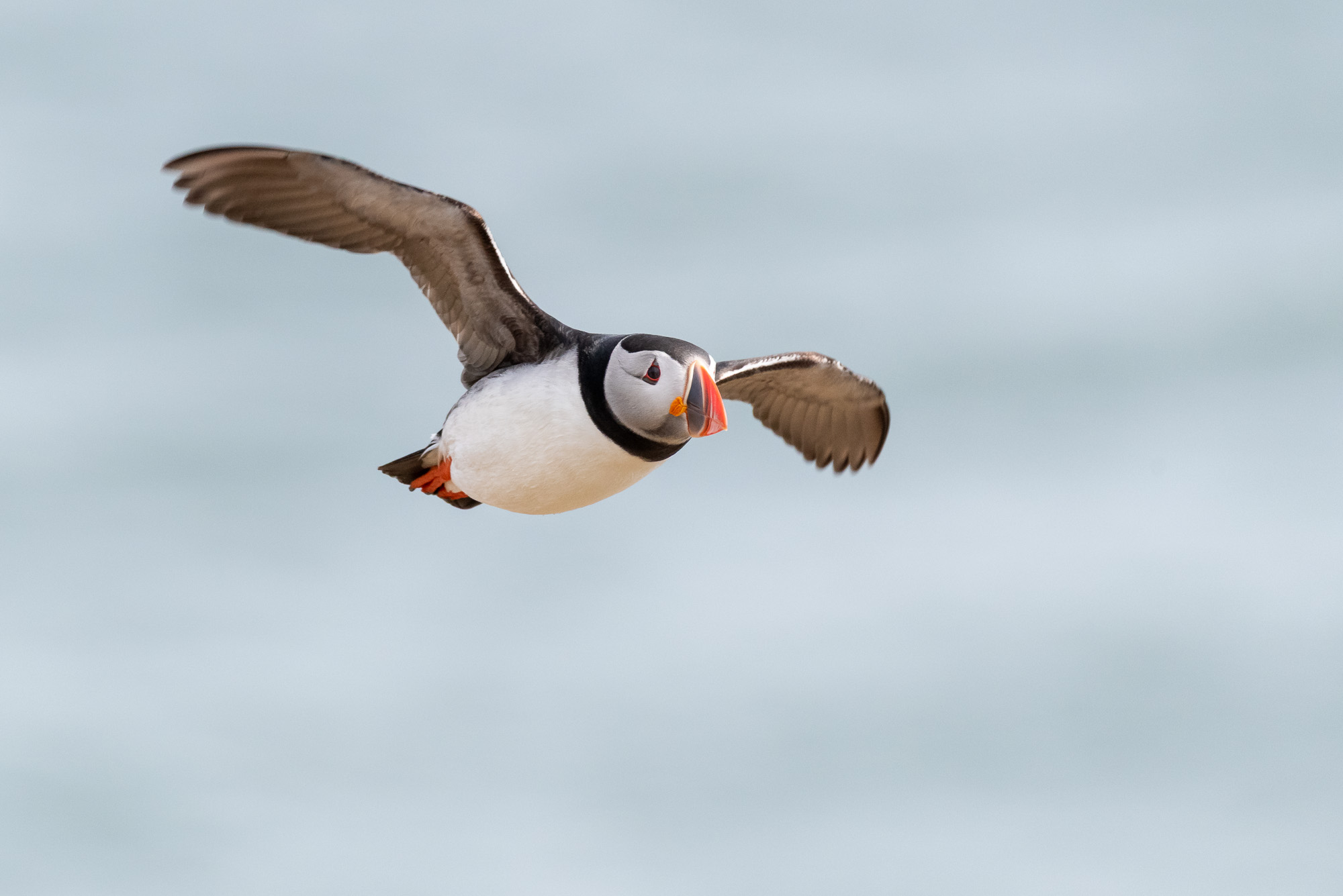 Puffin in Flight