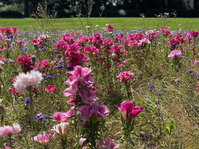 Gardeners Question Time