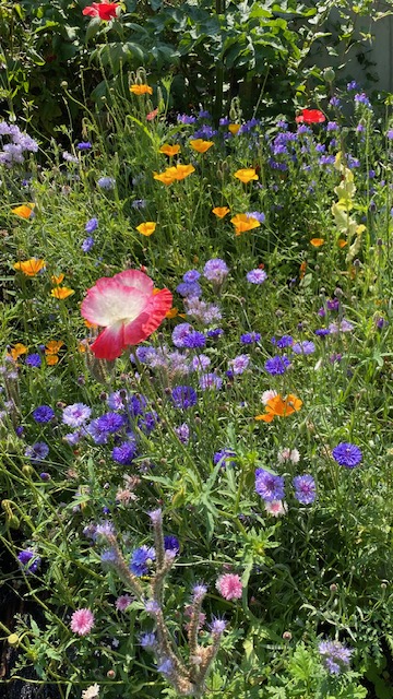 Nature Workshop with Sustaining North Berwick