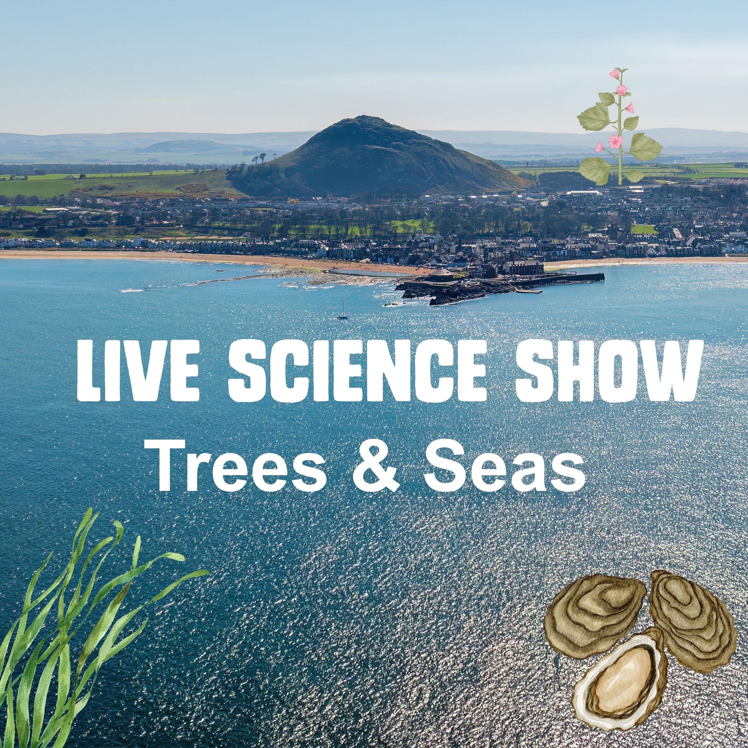 Seabird Centre Trees & Seas