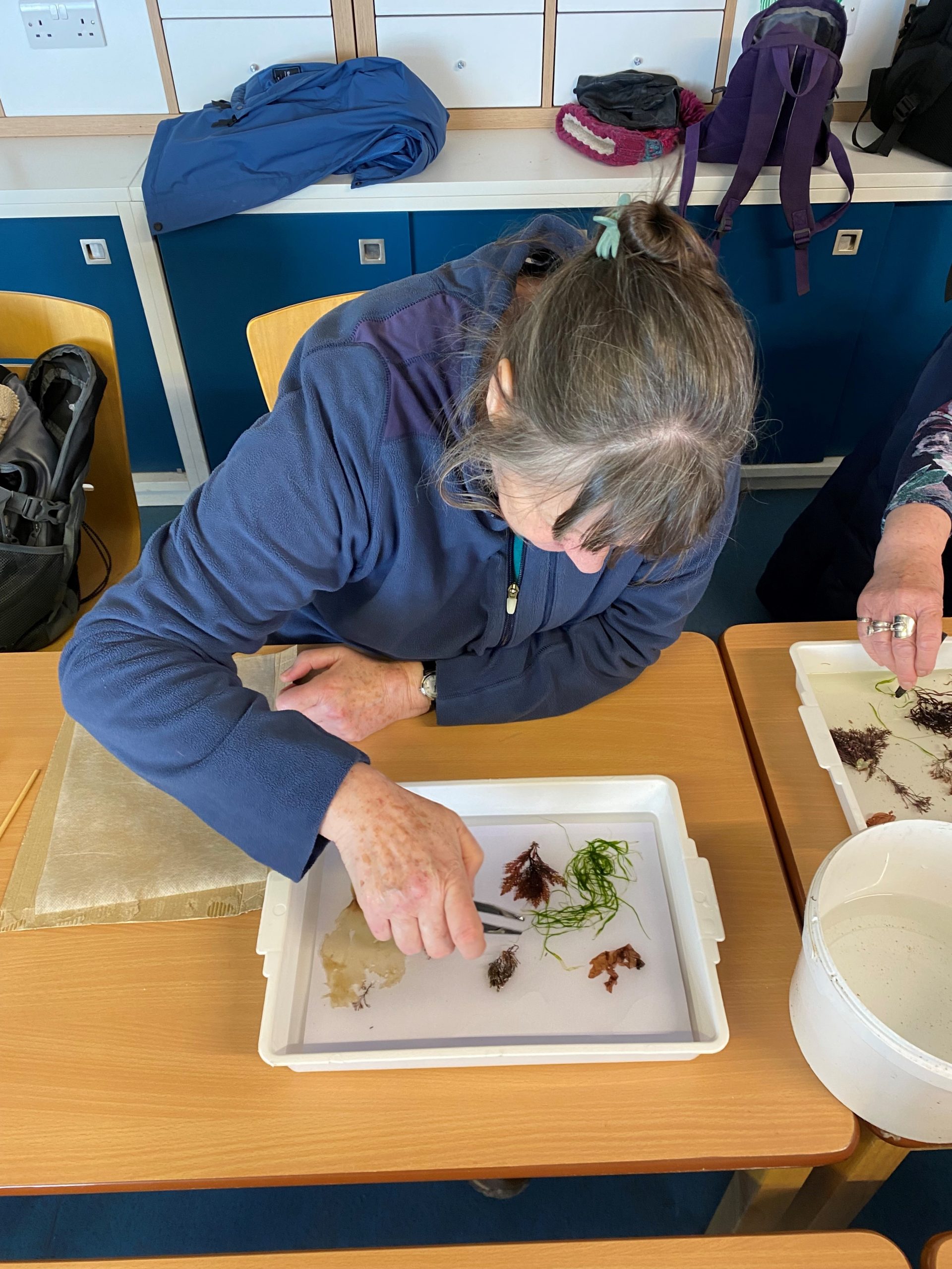 Seaweed Pressing